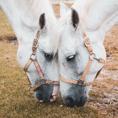Horse riding